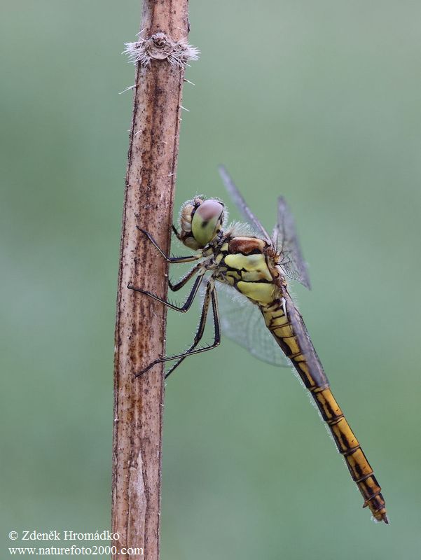 vážka obecná, Sympetrum vulgatum, Anisoptera (Vážky, Odonata)